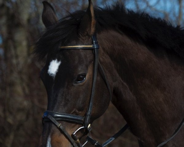 broodmare Arielle (Holsteiner, 1992, from Lord Calando)