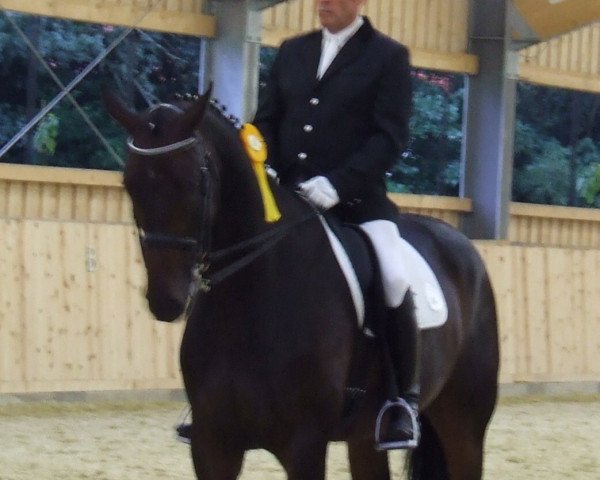 Dressurpferd Deusenberg (Westfale, 2000, von Di Versace)