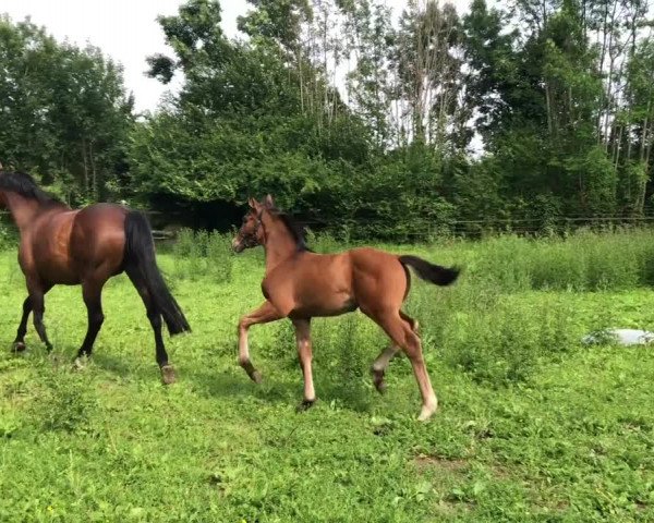 Video of Feu d‘Or