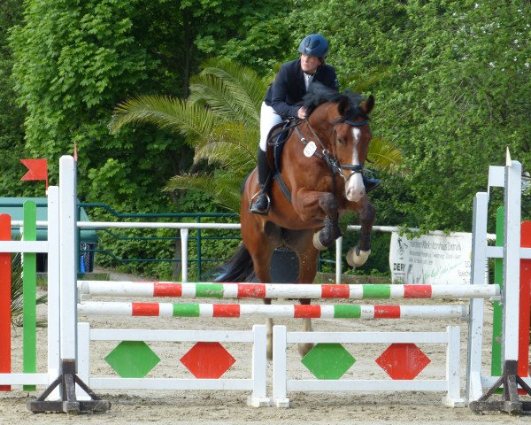 Springhest Proud to be Paul (Westfaler, 2008, fra Praktiker)