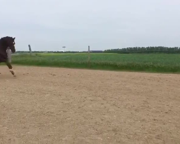 Video of Bongo