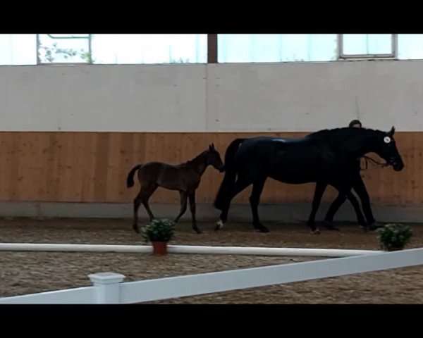 Video of Cocoa