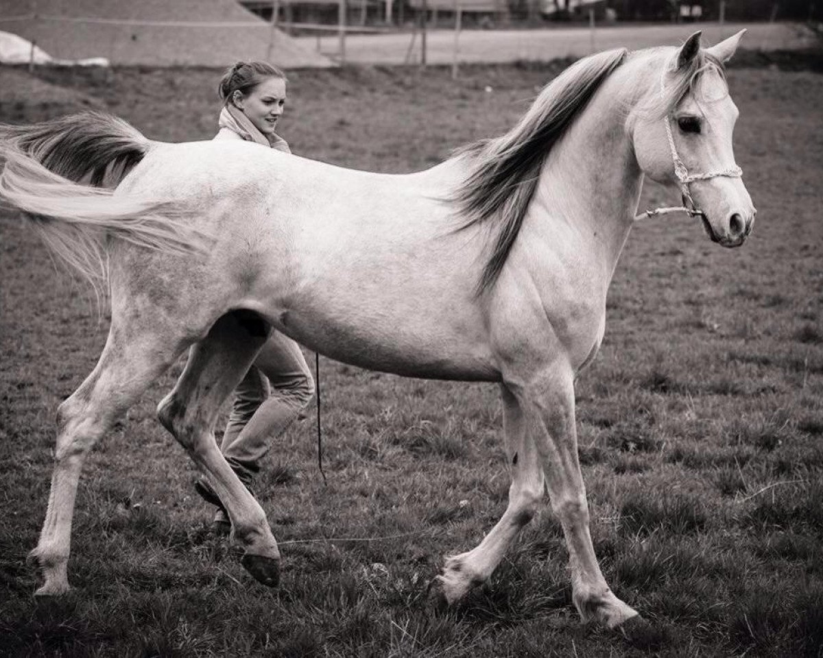 dressage horse Salamah Ibn Bint Khazzan Adjawad EAO (Arabian purebred, 2009, from Shaddai EAO)