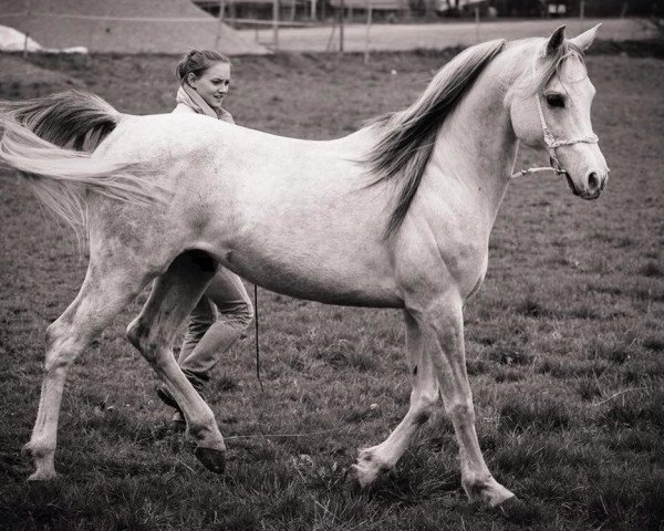 dressage horse Salamah Ibn Bint Khazzan Adjawad EAO (Arabian purebred, 2009, from Shaddai EAO) dressage horse Salamah Ibn Bint Khazzan Adjawad EAO (Arabian purebred, 2009, from Shaddai EAO)