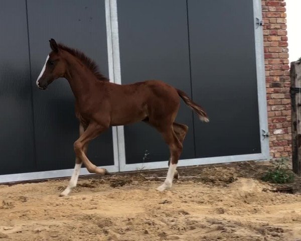 Video von Saqueena S