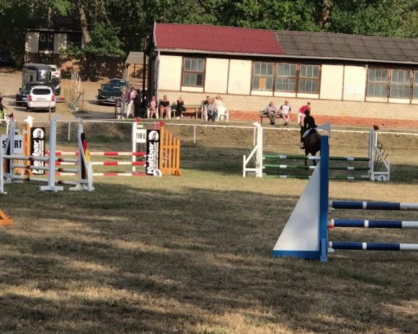 Reitturnier Westerhausen 2019