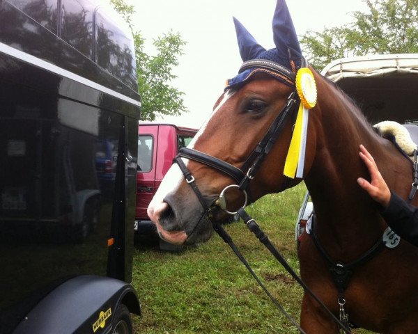 Springpferd Latino Lover 12 (Polnisches Warmblut, 2005, von Sopel)