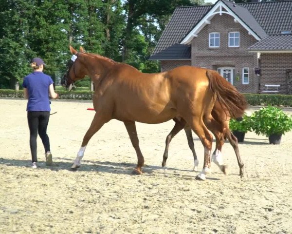 Video of diarose