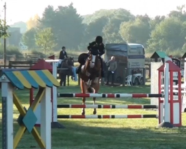 jumper Pauline 409 (German Riding Pony, 2009, from Paul SG)
