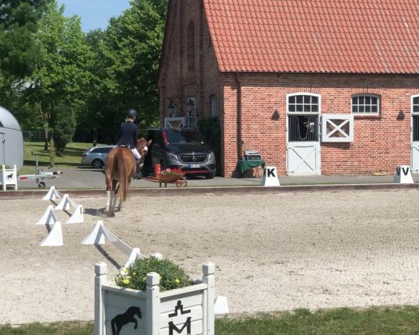 Video von Palou SGN