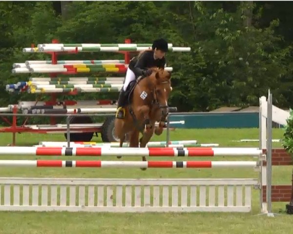 Springpferd Ontario 111 (Deutsches Reitpony, 2009, von Feldhof's Orbit) Springpferd Ontario 111 (Deutsches Reitpony, 2009, von Feldhof's Orbit)