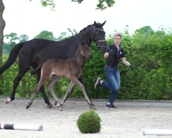 Video of Frieda Fun