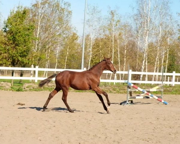 Video of Cherry Lady