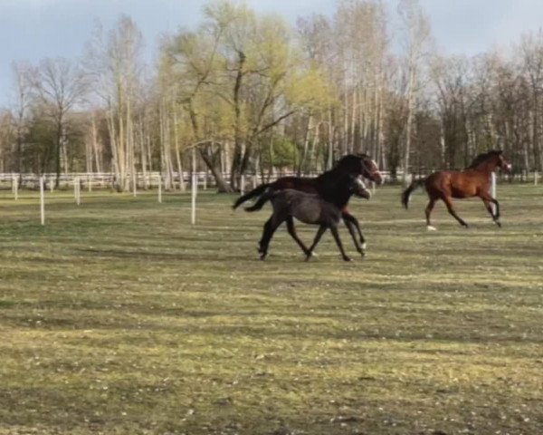 Video of Cherry Lady