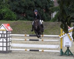 stallion Ubiko (Westphalian, 2008, from Ustinov)