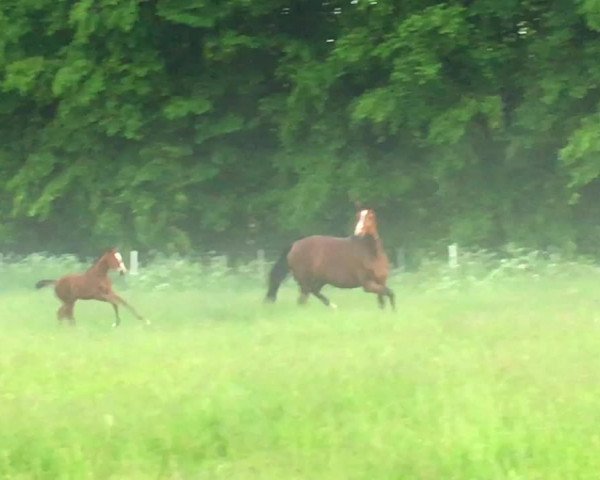 Video of Cherry Lady