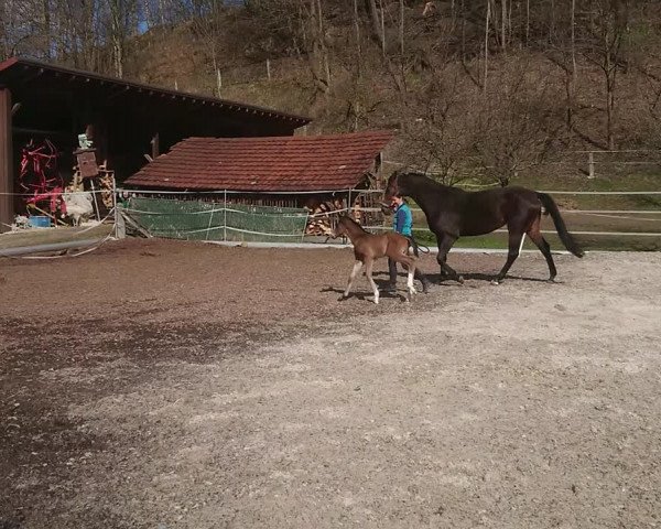 Video von El Camino FH