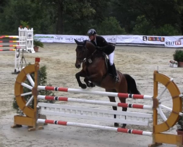 broodmare Quinta Loona (Westphalian, 2008, from Quinta Real)