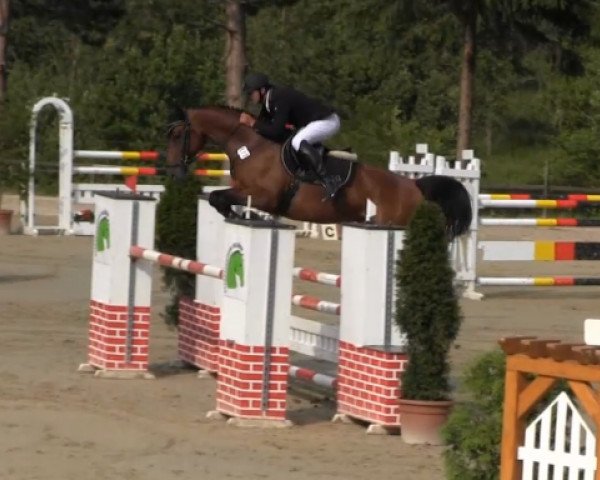 jumper La Conia 7 (Oldenburg, 2008, from Lord Pezi)