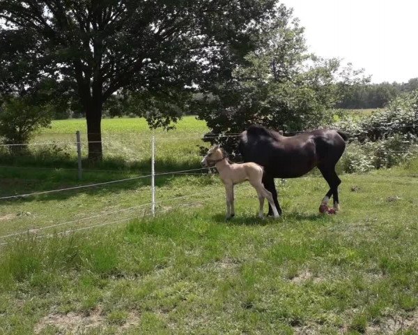Video of Great Delight