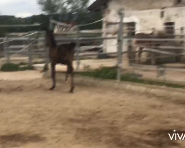 Video von Winnyzja