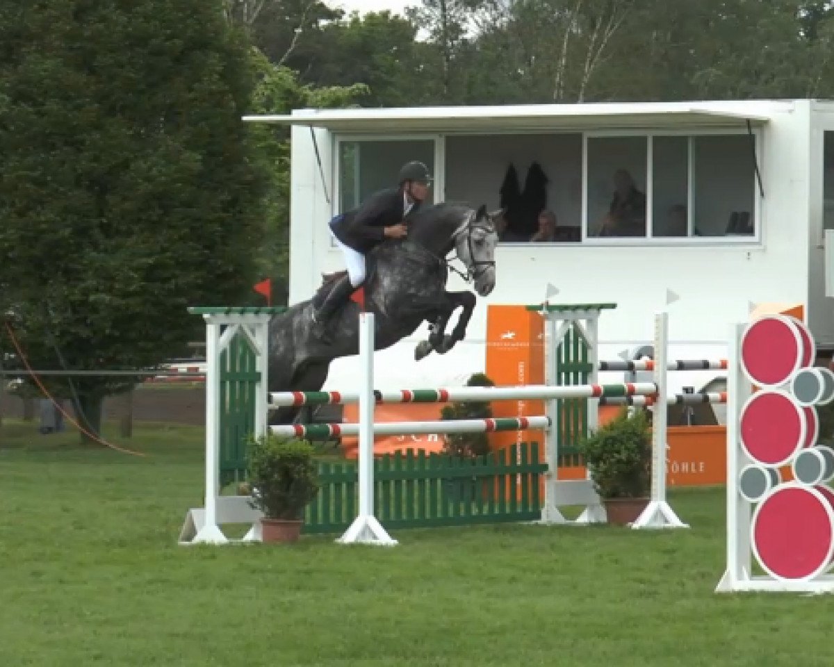 Deckhengst Dree Boekens Starleader (Hannoveraner, 2008, von Stakkato)