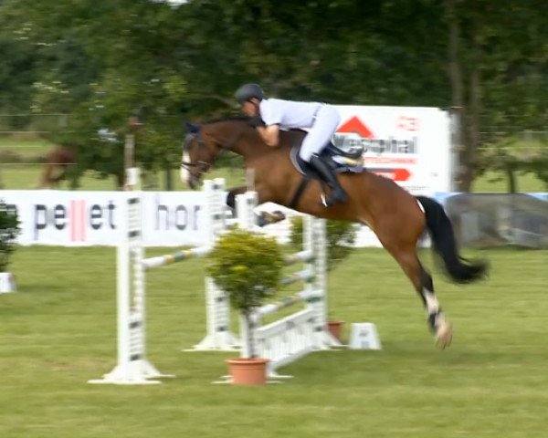 jumper Urmel 123 (Hanoverian, 2009, from Uccello)