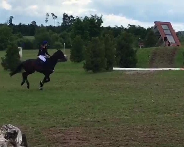 Video of Astrello