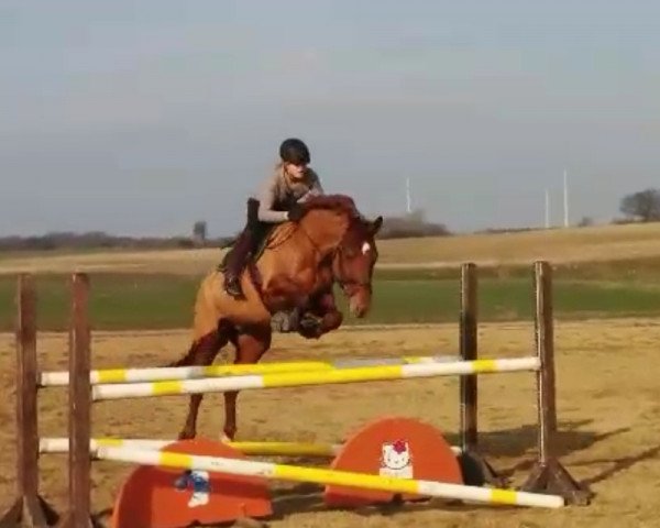 jumper Don Cavallo 10 (Polish Warmblood, 2005, from Cavallo) jumper Don Cavallo 10 (Polish Warmblood, 2005, from Cavallo)