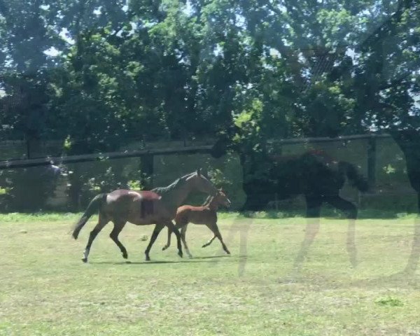Video of Feu d‘Or