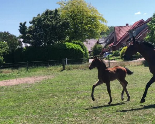 Video of Feu d‘Or