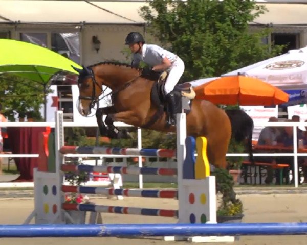 jumper Campino 467 (Westphalian, 2009, from Contendro I)