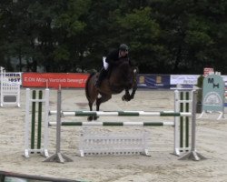 jumper C'est Diva H (Westphalian, 2009, from Comme il Faut)