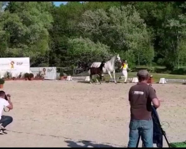 Video von Haribo 88 (Heyking)