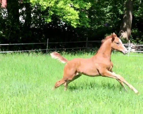 Video von Bella