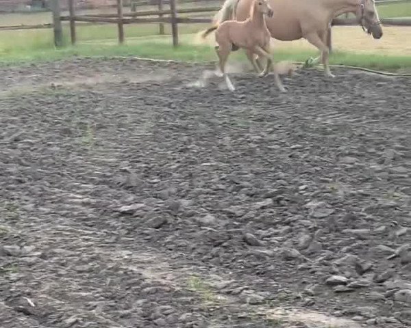 Video of Kopmanns Cosmos Darling