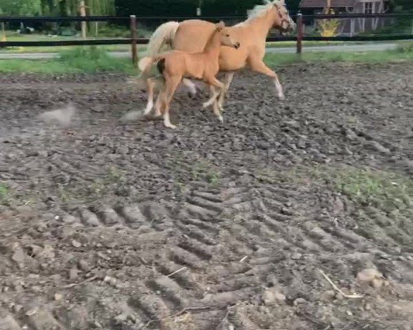 Video of Kopmanns Cosmos Darling