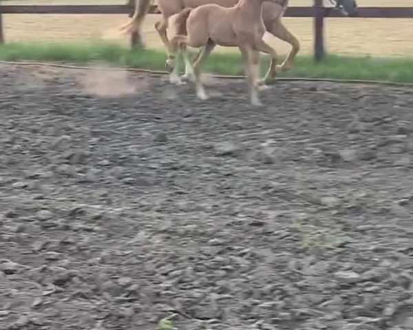 Video of Kopmanns Cosmos Darling