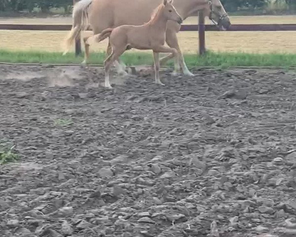 Video of Kopmanns Cosmos Darling