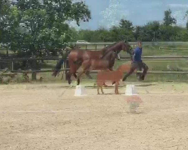 Video von Edward RV