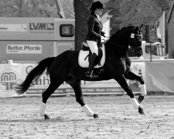 Dressurpferd Ruby Tuesday 79 (Westfale, 2009, von Rubin Royal OLD)
