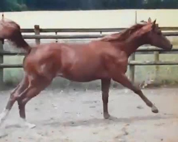Video von Roncalli von Hohenbühl