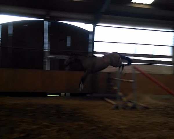 Video of Grandezza 207