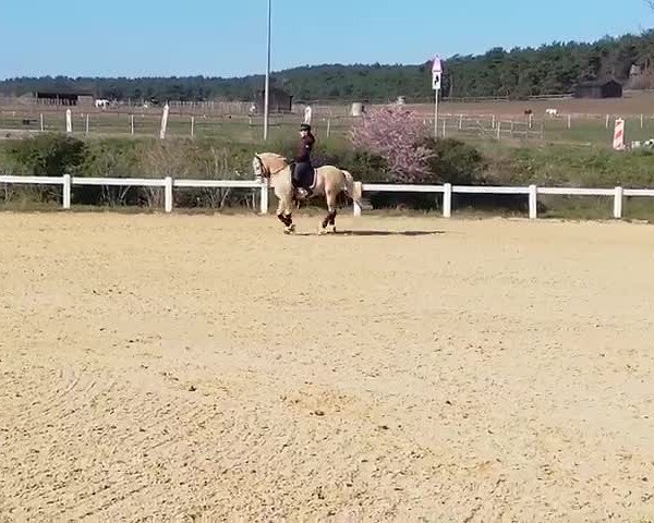 Video von Mon Ami Golden Knight