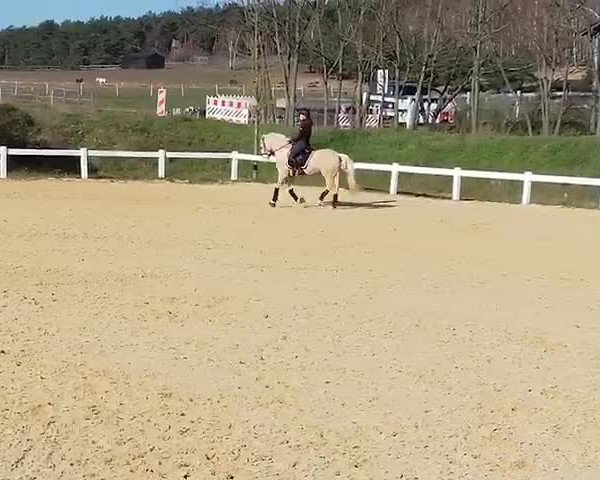 Video von Mon Ami Golden Knight
