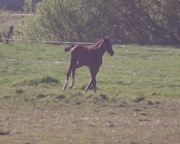 Video von Nella