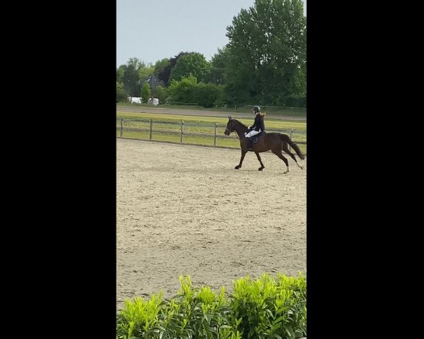 Reitturnier Elmshorn 2020