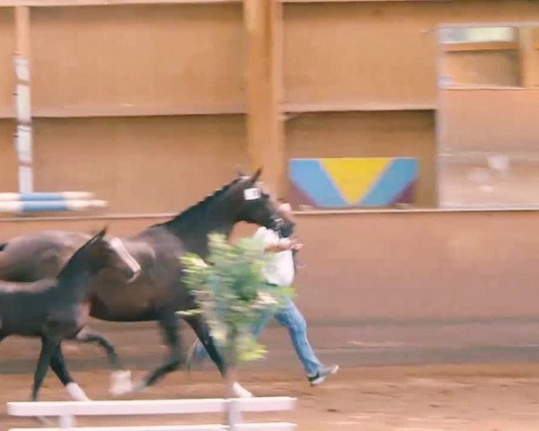 Video of Bon Coeur's Summer of Love