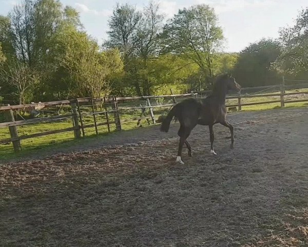 Video of Bon Coeur's Summer of Love