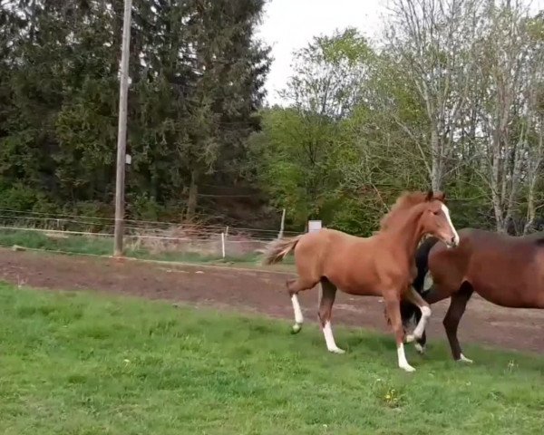 Video of Altenklosterhof's Sandrocelli